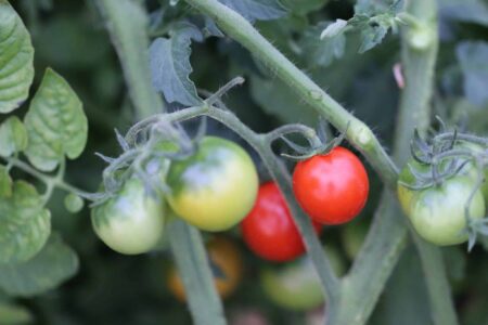 Gardener's Delight