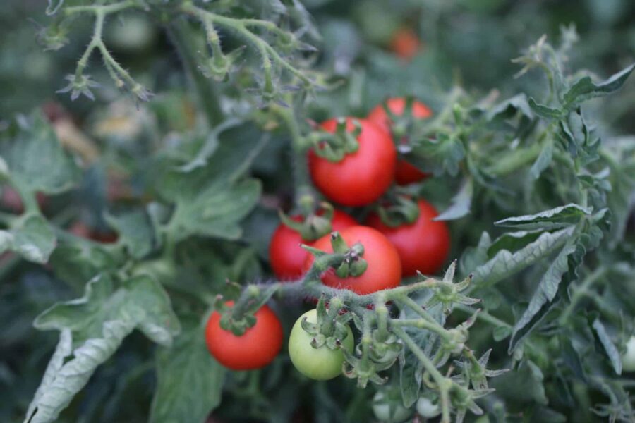 Röda svenska Maja-körsbärstomater på kompakt planta