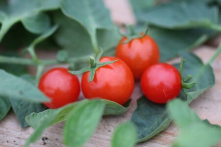 Red Cherry