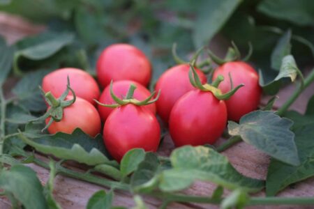 Pink Thai Egg