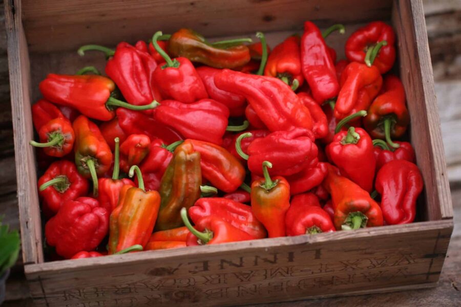 Gröna Pimiento de Padrón stekta i olivolja med havssalt