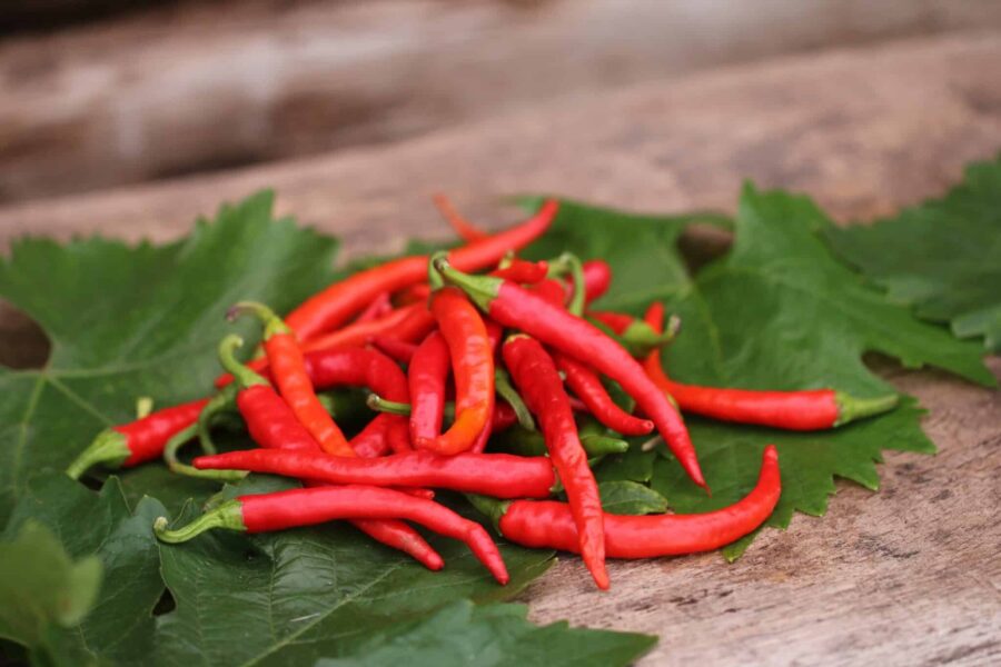 Mogna röda De Cayenne-chilifrukter med karaktäristisk lång, tunn form