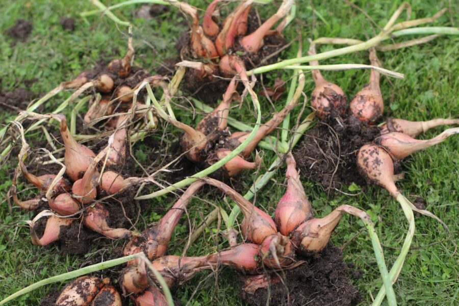 Potatislök
