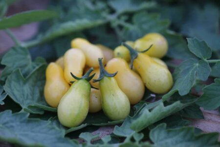 San Marzano Mini Gul