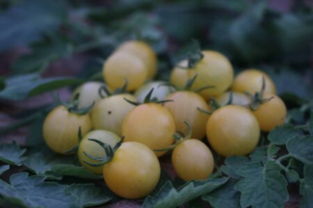 White Cherry