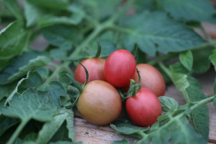 Persikofärgade Sunpeach-körsbärstomater i klase på frodig planta