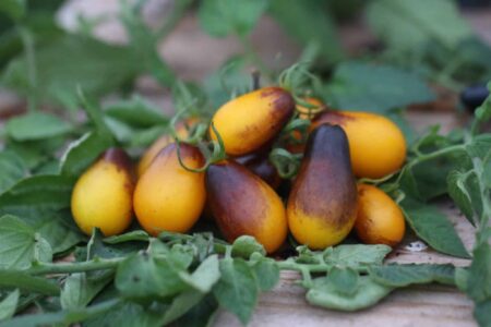 Indigo Pear Drop