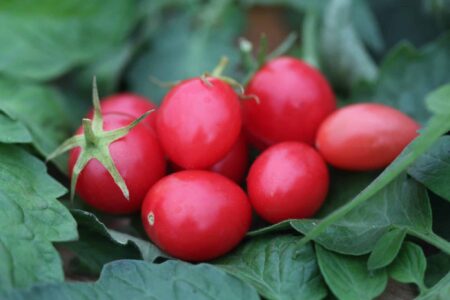 Pink Grape