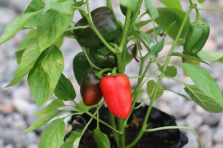 Snack Pepper