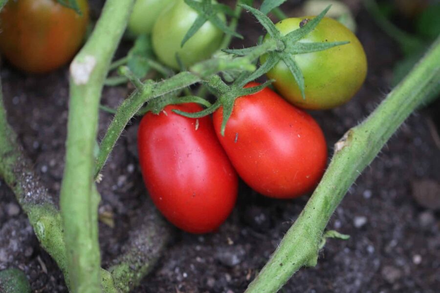 Avlånga röda San Marzano 2-tomater i klase på grön gren