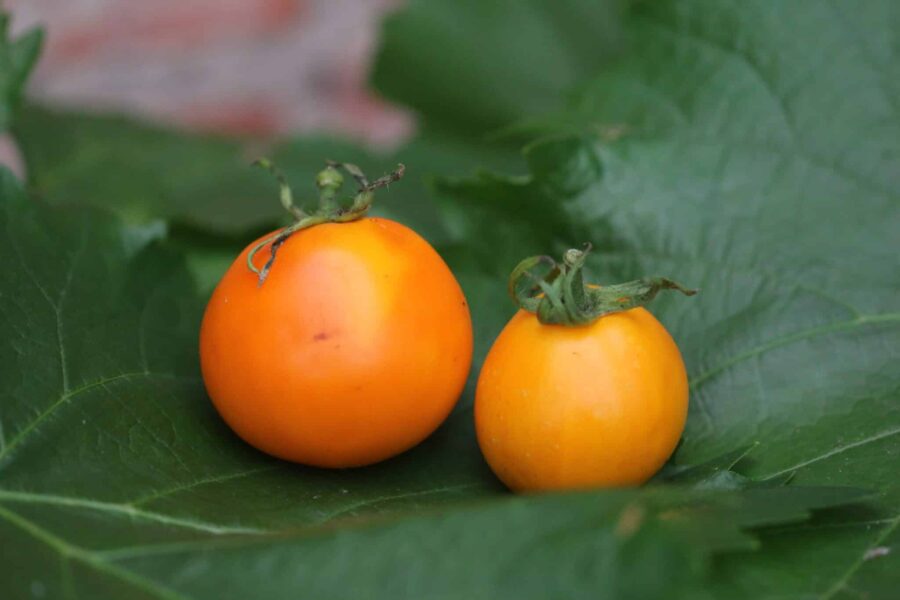 Stora gyllene Amish Gold-tomater med köttfullt fruktkött
