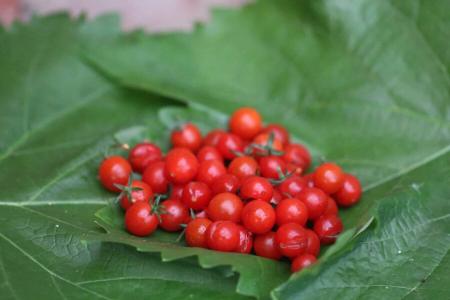 Klasar av små röda Currant Sweet Pea-tomater på rankan