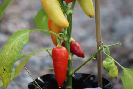 Garden Salsa