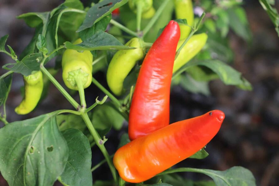 Röda Aji Blanco Cristal-chilifrukter