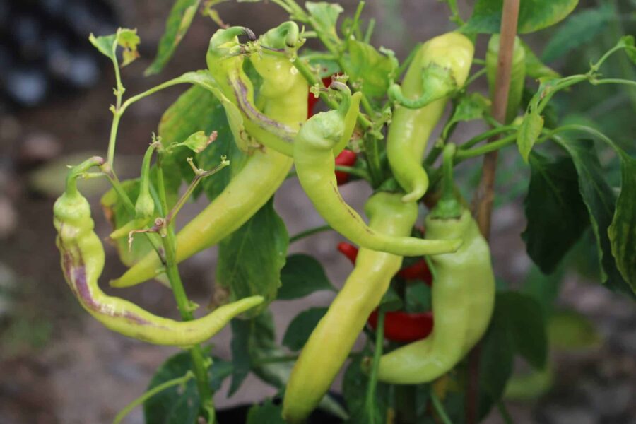 Långa röda och gula Ohnivec-chilifrukter