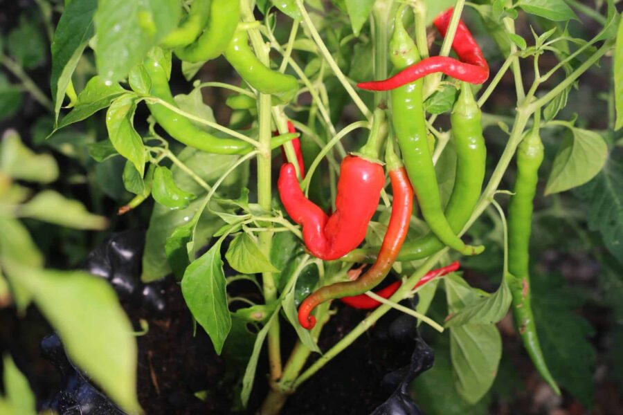 Gula och röda Guindilla-chilifrukter
