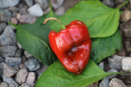 Poblano