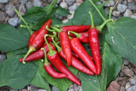 Cayenne Long Slim