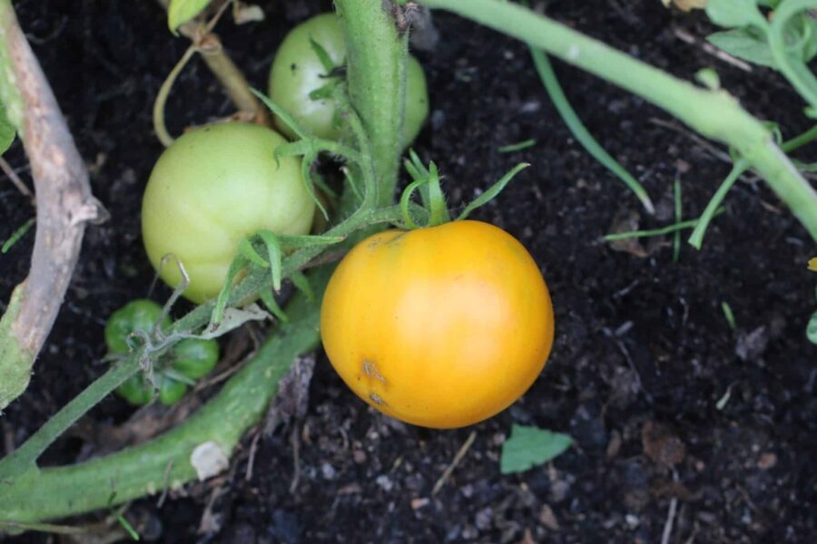 Stora orange Tangerine-tomater