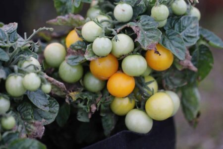 Jochalos