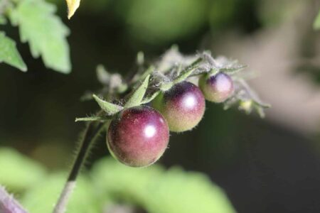 Indigo Blue Berries