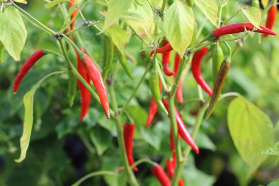 Små röda Rawit Red-chilifrukter av klassisk Bird's Eye-typ
