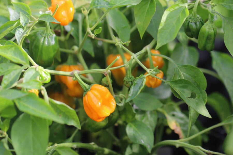Mogna orangefärgade Habanero Orange Devil-chilifrukter i upprätt växt