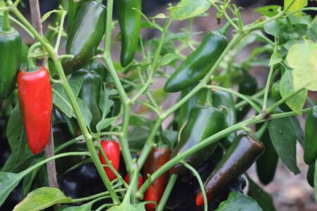Jalapeno Pot-a-peno