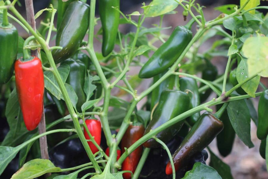 Kompakt Jalapeno Pot-a-peno i kruka med hängande gröna frukter