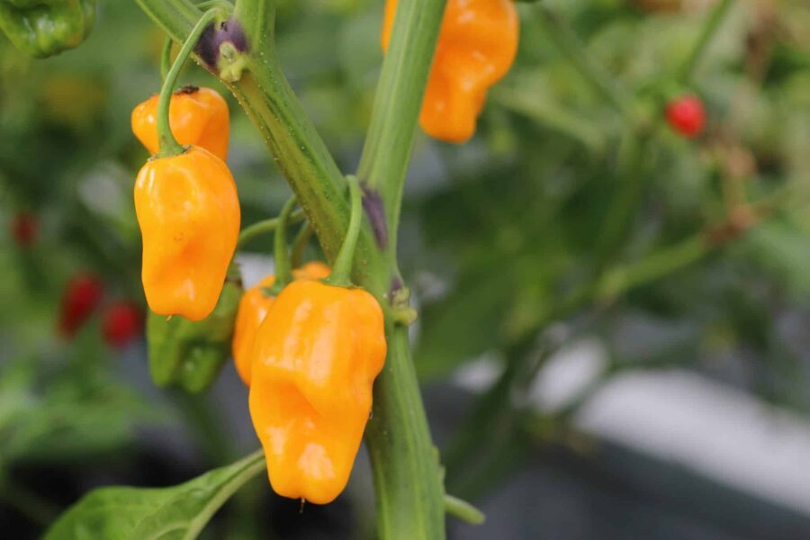 Orangea lanternformade Trinidad Perfume-frukter med karibisk karaktär