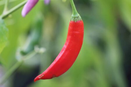 Aji Colorado