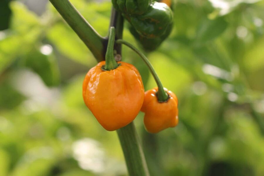 Gula skrynkliga Carolina Reaper Yellow-frukter med böjd spets