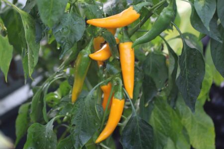 Bulgarian Carrot