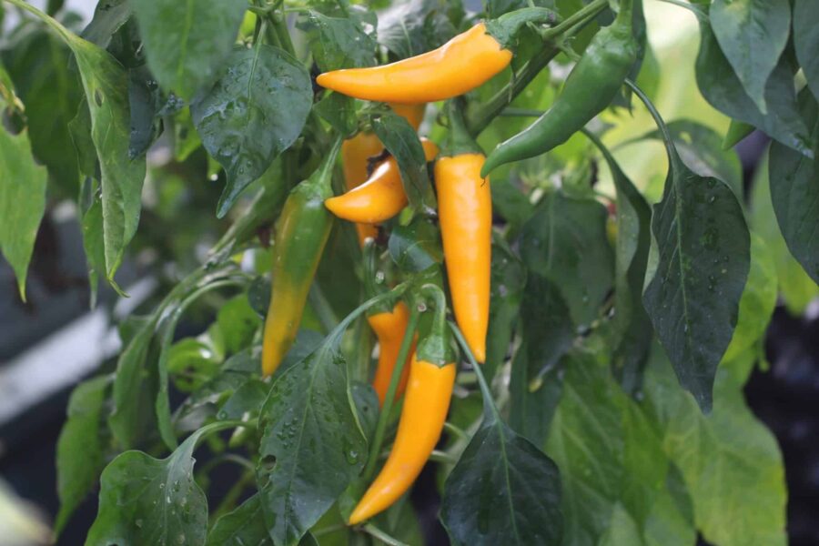 Orangea morotformade Bulgarian Carrot-frukter med böjd spets
