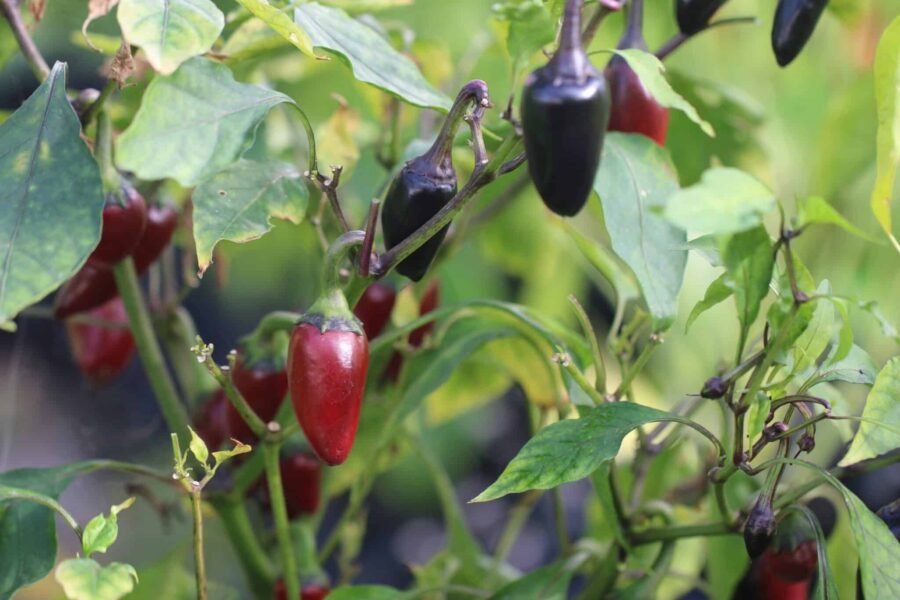 Lila och svartröda Jalapeno Purple-frukter i olika mognadsstadier