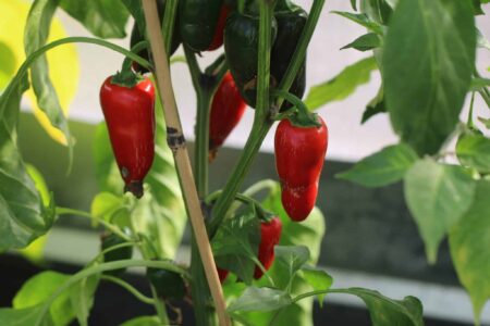 Biker Bill's Jalapeno