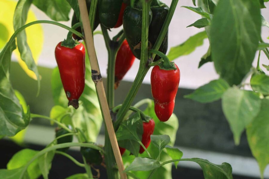 Stora gröna Biker Bill's Jalapeno-frukter med klassisk jalapeño-form