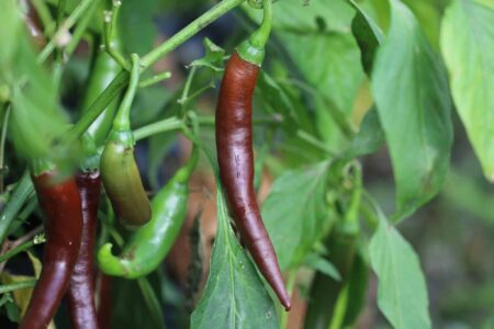 Cayenne Chocolate