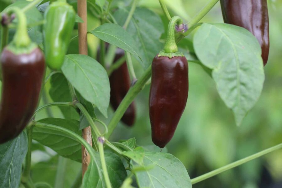 Mogna brunröda Jalapeno Brown-frukter med klassisk jalapeño-form