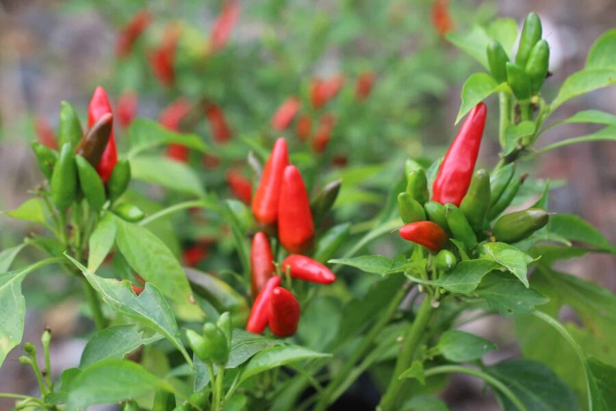Piccante a Mazzetti-chilifrukter i bukettformade klasar på kompakt planta