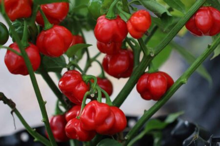 Bolivian Red