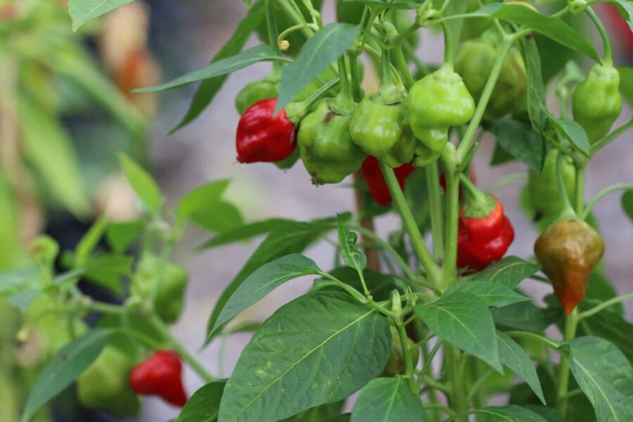 Orange Habanero Tasmanian-frukter med karakteristisk form