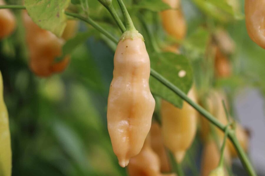 Persikofärgade Sugar Rush Peach-chilifrukter i klase