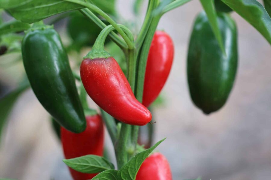 Stora gröna Jalapeno Grande-frukter redo för skörd