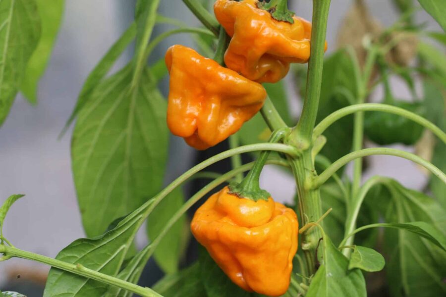 Gula Scotch Bonnet-chilifrukter med kalottform