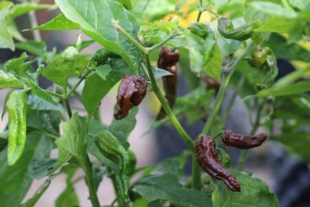 7 Pot Chaguanas Chocolate