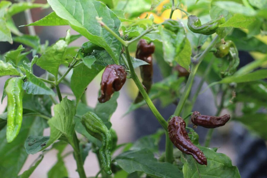 Chokladbruna veckade 7 Pot Chaguanas-chilifrukter