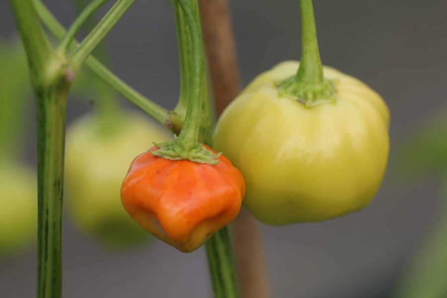 Mogna Brazilian Pumpkin-chilifrukter med karaktäristisk räfflad pumpaliknande form