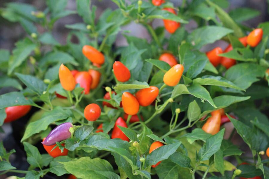 Flerfärgade Chinese 5 Color-chilifrukter i lila, gul och röd