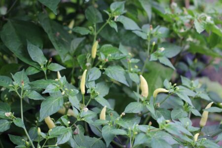 Aji Omnicolor